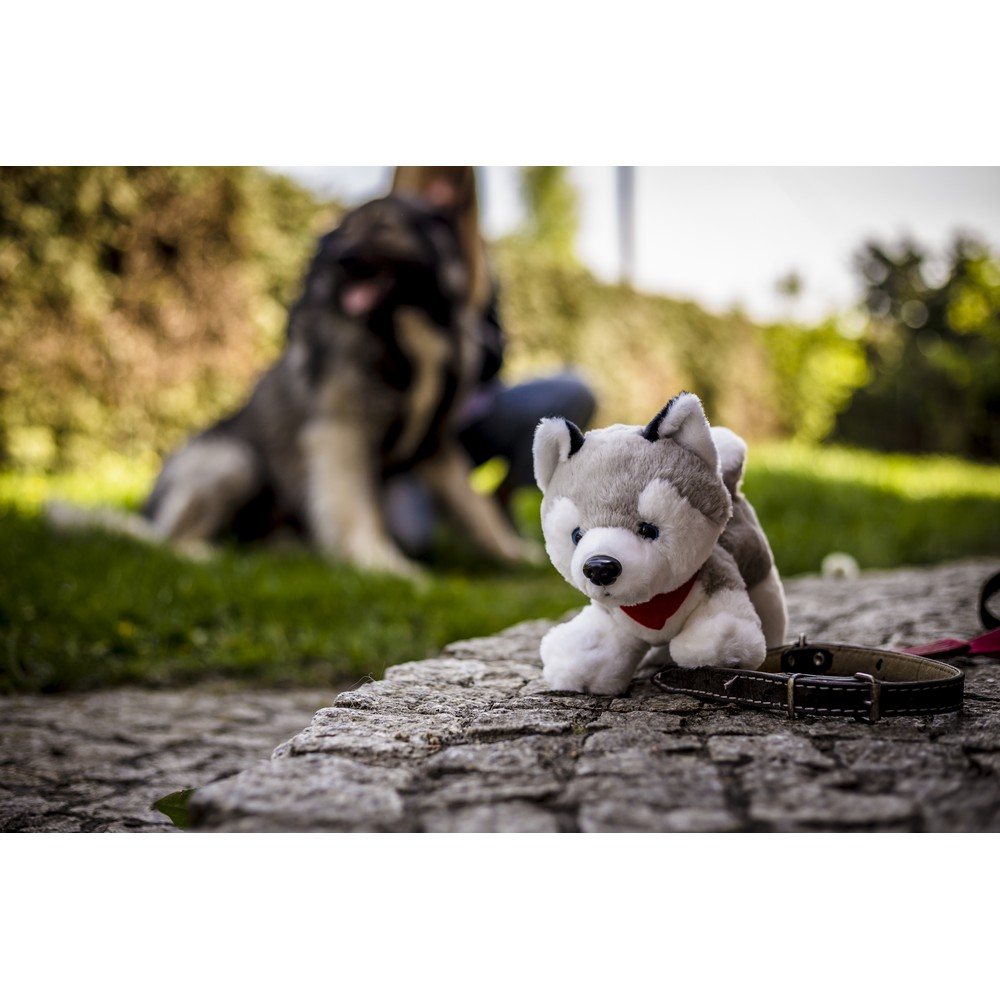 Pluszowy pies husky | Trooper z własnym nadrukiem, kolor szary
